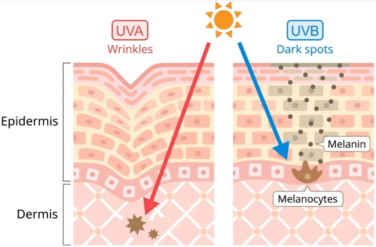 Tác động của tia UVA và UVB lên da